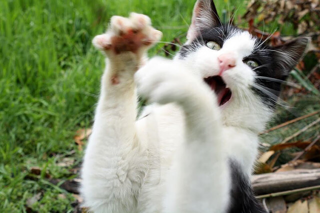 爱游戏体育-电竞选手伤病困扰：高强度训练，如何保护身体，电竞选手锻炼身体