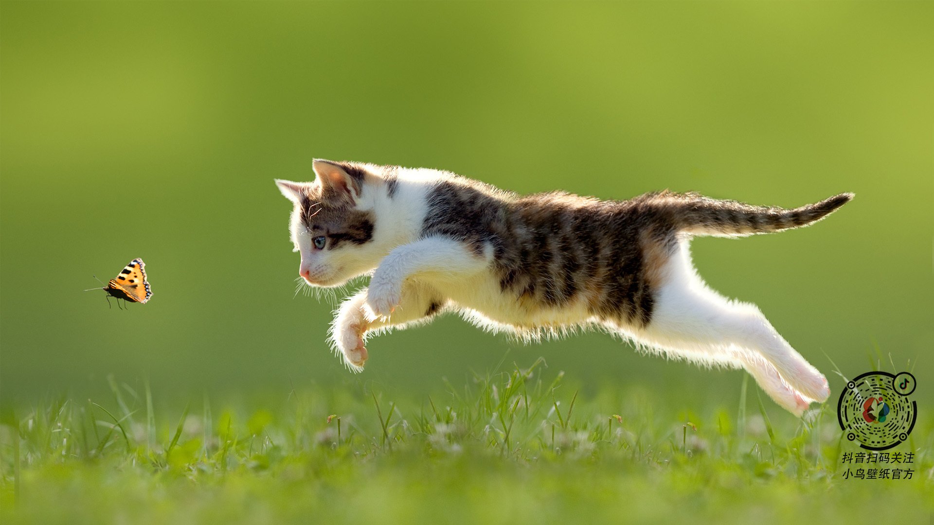 爱游戏官网首页-科迪·加克波和多尼尔·马伦在对阵罗马尼亚的比赛中各有建树，助荷兰队晋级八强。