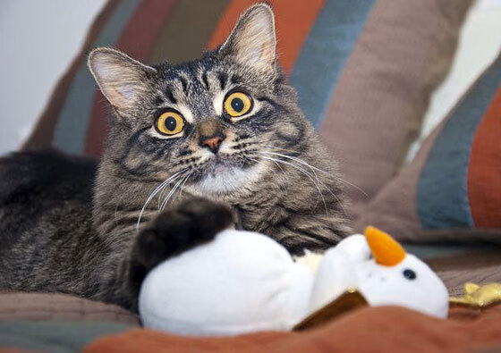 爱游戏中国官网-足球场馆安全隐患排查持续开展，确保比赛顺利进行，足球场球场管理制度公示