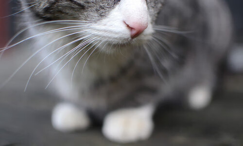 爱游戏官方入口-NBA新赛季开幕战公布，掘金VS凯尔特人打响揭幕战，nba掘金vs开拓者预测