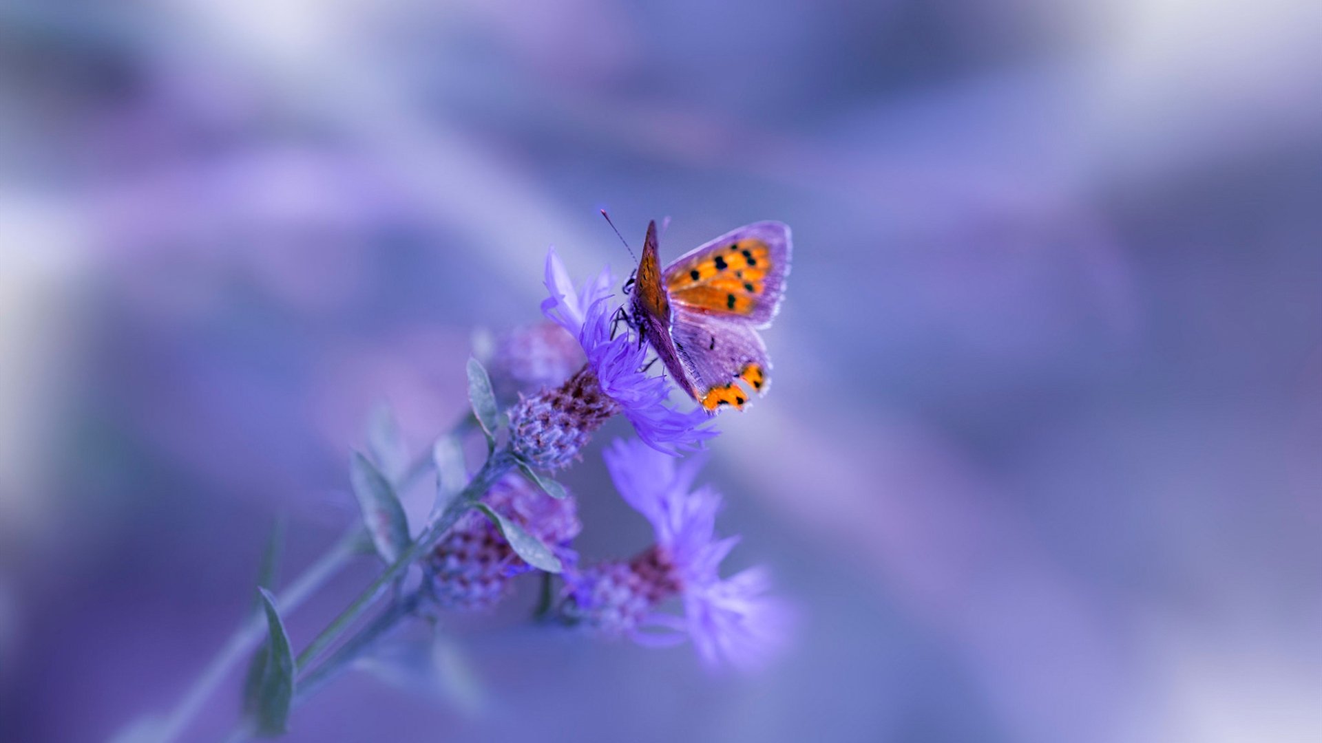 爱游戏-哈特尔浦攻防转换迅速，维多利亚公园稳扎稳打，哈维尔德尔加多