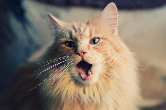 体育新闻中心开展体育传媒数字技能培训计划，体育培训数字化